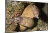 White-Eyed Moray Eels-Hal Beral-Mounted Photographic Print