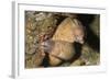 White-Eyed Moray Eels-Hal Beral-Framed Photographic Print