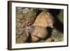 White-Eyed Moray Eels-Hal Beral-Framed Photographic Print