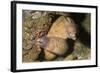 White-Eyed Moray Eels-Hal Beral-Framed Photographic Print