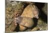 White-Eyed Moray Eels-Hal Beral-Mounted Photographic Print