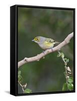 White-Eyed Vireo, Texas, USA-Larry Ditto-Framed Stretched Canvas