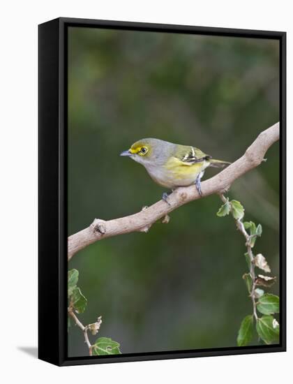 White-Eyed Vireo, Texas, USA-Larry Ditto-Framed Stretched Canvas