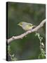 White-Eyed Vireo, Texas, USA-Larry Ditto-Stretched Canvas