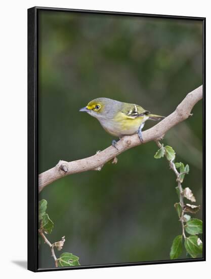 White-Eyed Vireo, Texas, USA-Larry Ditto-Framed Photographic Print