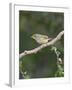 White-Eyed Vireo, Texas, USA-Larry Ditto-Framed Photographic Print