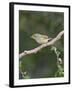 White-Eyed Vireo, Texas, USA-Larry Ditto-Framed Photographic Print