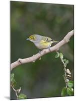 White-Eyed Vireo, Texas, USA-Larry Ditto-Mounted Photographic Print