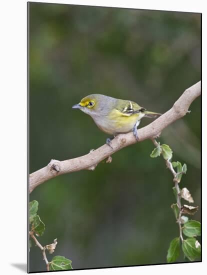 White-Eyed Vireo, Texas, USA-Larry Ditto-Mounted Photographic Print