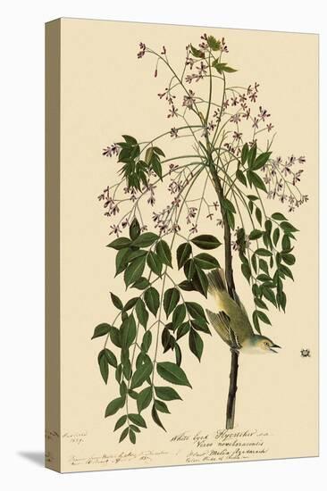 White-Eyed Vireo-John James Audubon-Stretched Canvas