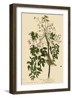 White-Eyed Vireo-John James Audubon-Framed Giclee Print