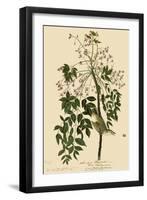 White-Eyed Vireo-John James Audubon-Framed Giclee Print