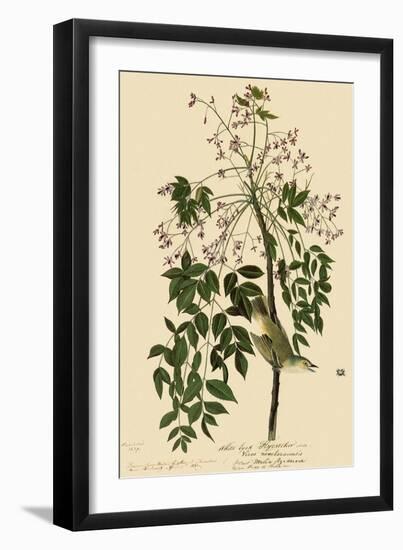 White-Eyed Vireo-John James Audubon-Framed Giclee Print