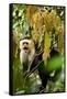 White Face Capuchin in a Tree in Costa Rica-null-Framed Stretched Canvas