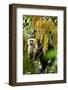 White Face Capuchin in a Tree in Costa Rica-null-Framed Photographic Print