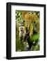 White Face Capuchin in a Tree in Costa Rica-null-Framed Photographic Print