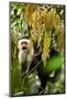 White Face Capuchin in a Tree in Costa Rica-null-Mounted Photographic Print