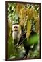 White Face Capuchin in a Tree in Costa Rica-null-Framed Photographic Print