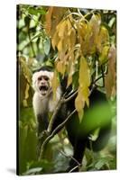 White Face Capuchin in a Tree in Costa Rica-null-Stretched Canvas