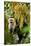 White Face Capuchin in a Tree in Costa Rica-null-Stretched Canvas