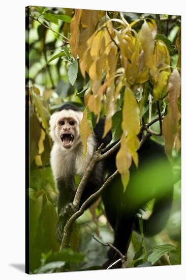 White Face Capuchin in a Tree in Costa Rica-null-Stretched Canvas