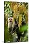 White Face Capuchin in a Tree in Costa Rica-null-Stretched Canvas