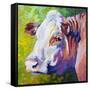 White Face Cow-Marion Rose-Framed Stretched Canvas