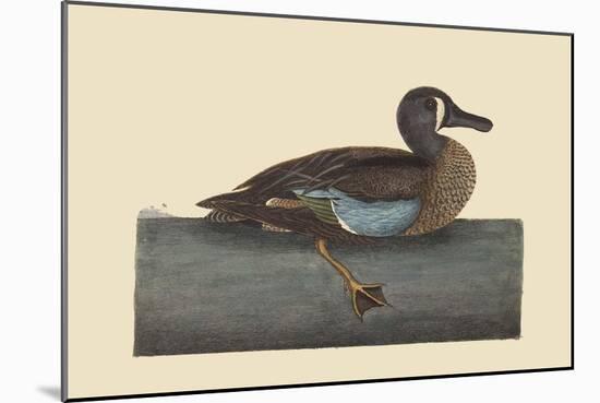 White Face Teal-Mark Catesby-Mounted Art Print