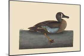 White Face Teal-Mark Catesby-Mounted Art Print