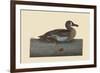 White Face Teal-Mark Catesby-Framed Art Print