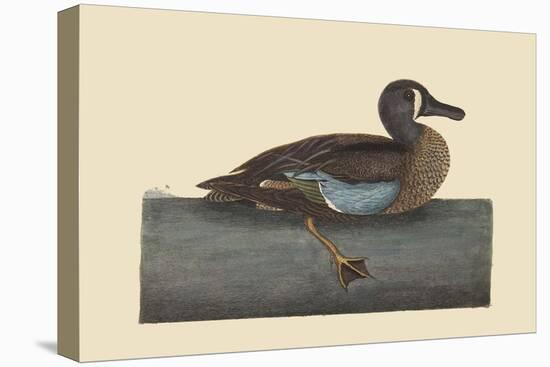 White Face Teal-Mark Catesby-Stretched Canvas