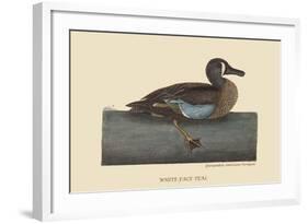 White Face Teal-Mark Catesby-Framed Art Print