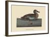 White Face Teal-Mark Catesby-Framed Art Print