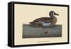 White Face Teal-Mark Catesby-Framed Stretched Canvas