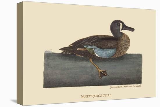 White Face Teal-Mark Catesby-Stretched Canvas