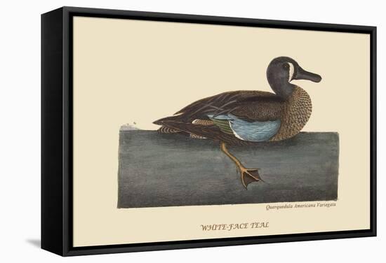 White Face Teal-Mark Catesby-Framed Stretched Canvas