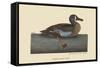 White Face Teal-Mark Catesby-Framed Stretched Canvas
