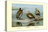 White-Faced, Black-Bellied and Gray-Breasted Tree Ducks-Louis Agassiz Fuertes-Stretched Canvas