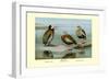 White-Faced, Black-Bellied and Gray-Breasted Tree Ducks-Louis Agassiz Fuertes-Framed Art Print