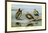 White-Faced, Black-Bellied and Gray-Breasted Tree Ducks-Louis Agassiz Fuertes-Framed Art Print