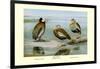 White-Faced, Black-Bellied and Gray-Breasted Tree Ducks-Louis Agassiz Fuertes-Framed Art Print