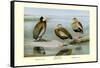 White-Faced, Black-Bellied and Gray-Breasted Tree Ducks-Louis Agassiz Fuertes-Framed Stretched Canvas