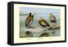 White-Faced, Black-Bellied and Gray-Breasted Tree Ducks-Louis Agassiz Fuertes-Framed Stretched Canvas