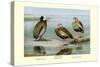 White-Faced, Black-Bellied and Gray-Breasted Tree Ducks-Louis Agassiz Fuertes-Stretched Canvas