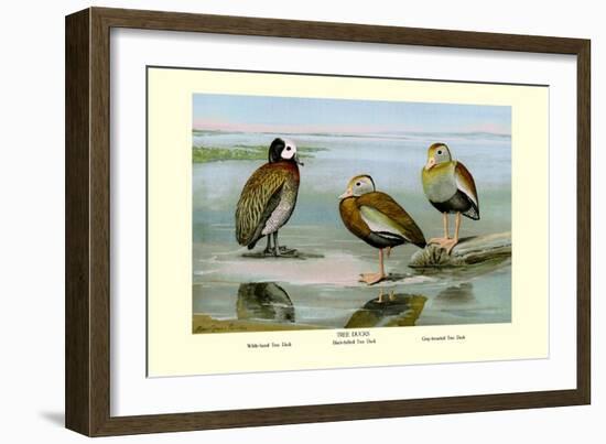 White-Faced, Black-Bellied and Gray-Breasted Tree Ducks-Louis Agassiz Fuertes-Framed Art Print