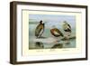 White-Faced, Black-Bellied and Gray-Breasted Tree Ducks-Louis Agassiz Fuertes-Framed Art Print