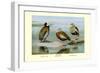 White-Faced, Black-Bellied and Gray-Breasted Tree Ducks-Louis Agassiz Fuertes-Framed Art Print
