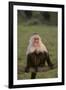 White-Faced Capuchin Baring Teeth-DLILLC-Framed Premium Photographic Print