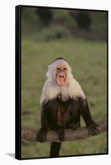 White-Faced Capuchin Baring Teeth-DLILLC-Framed Stretched Canvas