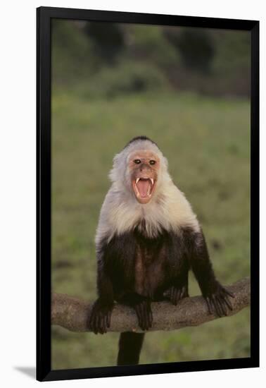 White-Faced Capuchin Baring Teeth-DLILLC-Framed Photographic Print